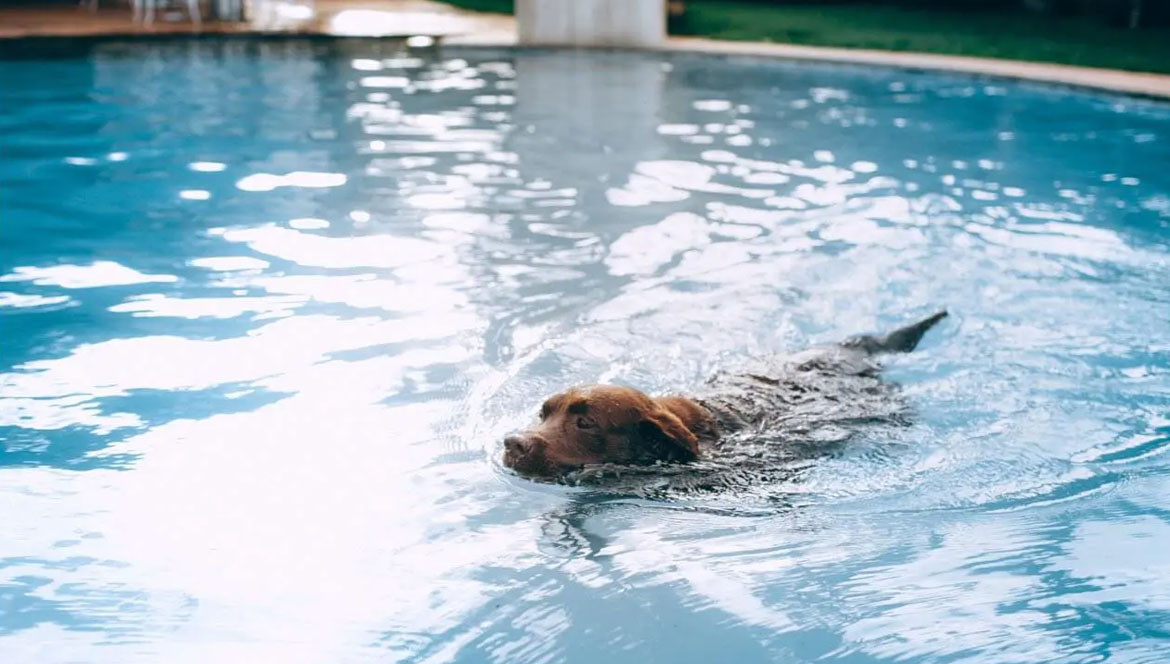 Nuotare con il cane, benefici e consigli pratici