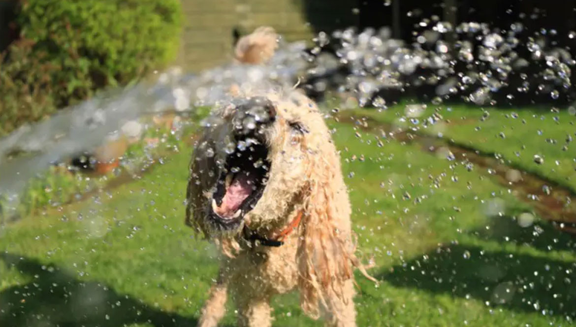 Quanta acqua al giorno deve bere il mio cane?