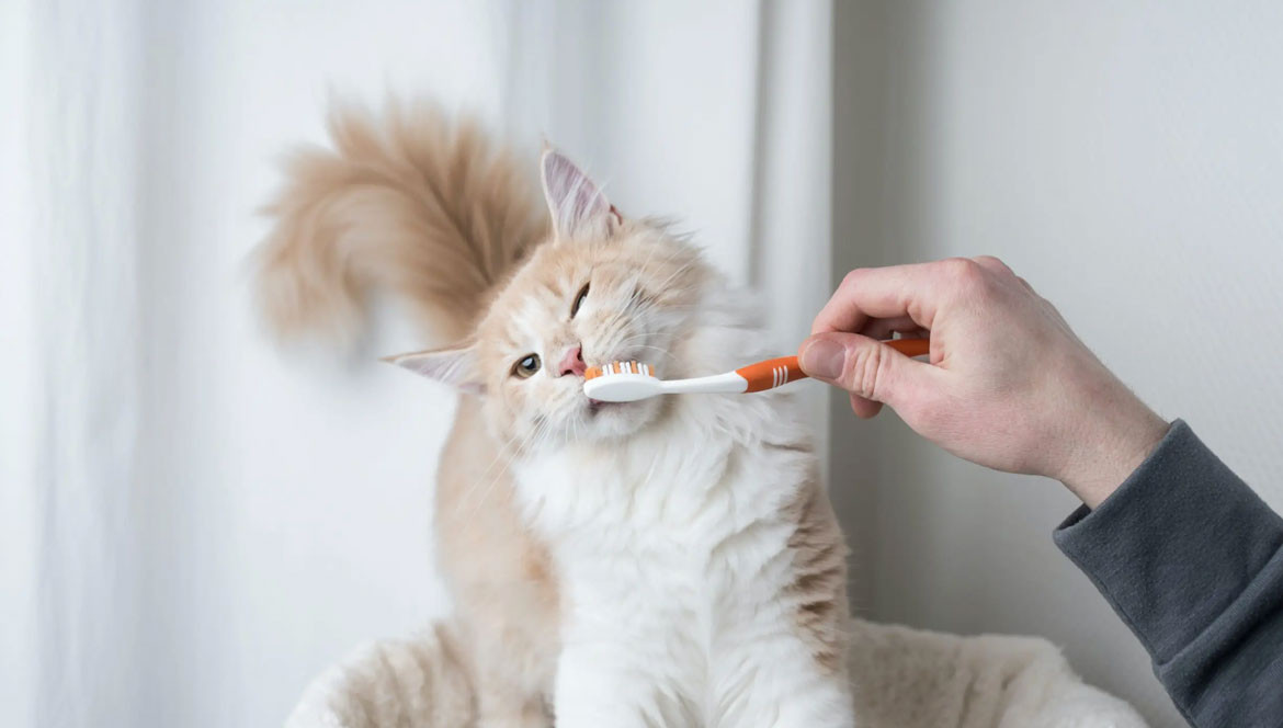 Come lavare i denti al tuo gatto